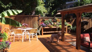 Armstrong Clark Semi-Solid Mountain Cedar