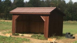 Armstrong Clark Semi-Solid Oxford Brown